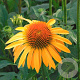 Echinacea 'Harvest Moon' GM P9