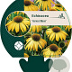Echinacea 'Harvest Moon' GM P9