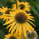 Echinacea 'Harvest Moon' GM P9