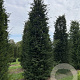 Taxus baccata 500-550 cm draadkluit solitair