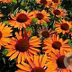 Echinacea Orange Passion GM P9