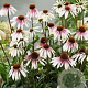 Echinacea p. 'Pretty Parasols' GM P9