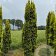 Taxus b. 'Fastigiata Aurea' 300-350 cm draadkluit solitair