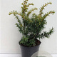 Taxus b. 'Summergold' 25-30 cm 3,5L