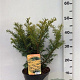 Taxus b. 'Summergold' 25-30 cm 3,5L