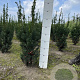 Taxus media 'Hicksii' 60-80 cm met kluit