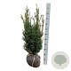 Taxus media 'Hicksii' 80-100 cm met kluit