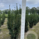 Taxus media 'Hicksii' 80-100 cm met kluit