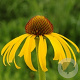 Echinacea paradoxa GM P9