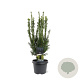 Taxus media 'Hillii' 40-50 cm 3,0L