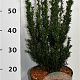 Taxus media 'Hillii' 60-70 cm 5,0L
