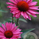 Echinacea purpurea 'Rubin glow' GM P9