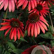 Echinacea purpurea 'Twilight' GM P9
