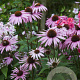 Echinacea p. 'Augustkönigin' GM P9