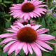 Echinacea p. 'Augustkönigin' GM P9