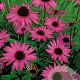 Echinacea p. 'Augustkönigin' GM P9