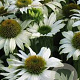 Echinacea p. 'Avalanche' GM P9