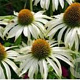 Echinacea p. 'Baby Swan White' GM P9