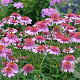 Echinacea p. 'Butterfly Kissis' GM P9
