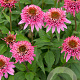 Echinacea p. 'Butterfly Kissis' GM P9
