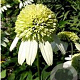 Echinacea p. 'Coconut Lime' GM P9