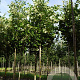 Tilia americana 'Moltkei' 18-20 HO draadkluit