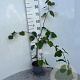 Tilia cordata 80-100 cm 2,0L