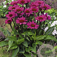 Echinacea p. 'Fatal Attraction' GM P9