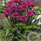 Echinacea p. 'Fatal Attraction' GM P9