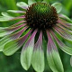 Echinacea p. 'Green Envy' GM P9