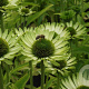 Echinacea p. 'Green Jewel' GM P9