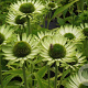 Echinacea p. 'Green Jewel' GM P9