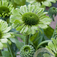 Echinacea p. 'Green Jewel' GM P9