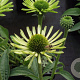 Echinacea p. 'Green Jewel' GM P9