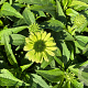 Echinacea p. 'Green Jewel' GM P9