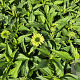 Echinacea p. 'Green Jewel' GM P9