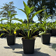 Echinacea p. 'Green Jewel' GM P9