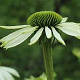Echinacea p. 'Jade' GM P9