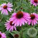 Echinacea p. 'Little Magnus' GM P9