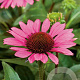 Echinacea p. 'Little Magnus' GM P9
