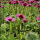Echinacea p. 'Little Magnus' GM P9
