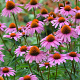 Echinacea p. 'Magnus Superior' GM P9