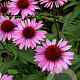 Echinacea p. 'Magnus Superior' GM P9
