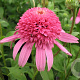 Echinacea p. 'Pink Double Delight' GM P9