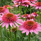 Echinacea p. 'Pink Sorbet' GM P9