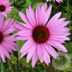 Echinacea p. 'Ruby Giant' GM P9