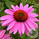 Echinacea p. 'Ruby Giant' GM P9