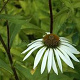 Echinacea p. 'White Lustre' GM P9
