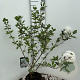 Viburnum burkwoodii 60-80 cm 5,0L