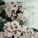Viburnum burkwoodii 80-100 cm 12L